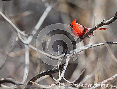 Northern Cardinal. Stock Photo